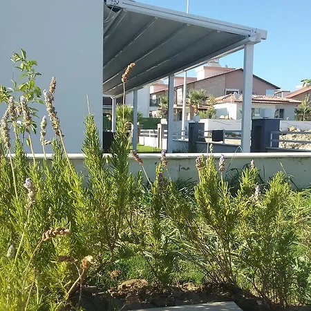 Palm23