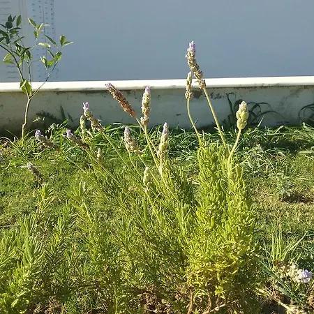 Palm23 * Kusadası