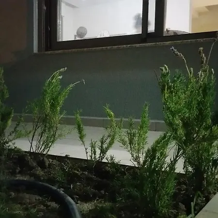 Palm23 *