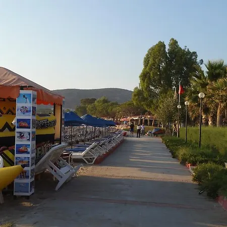 Palm23