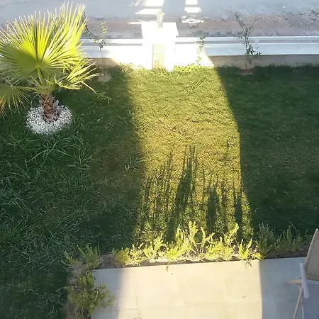 Palm23